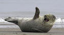 Phoque ROFLMAO