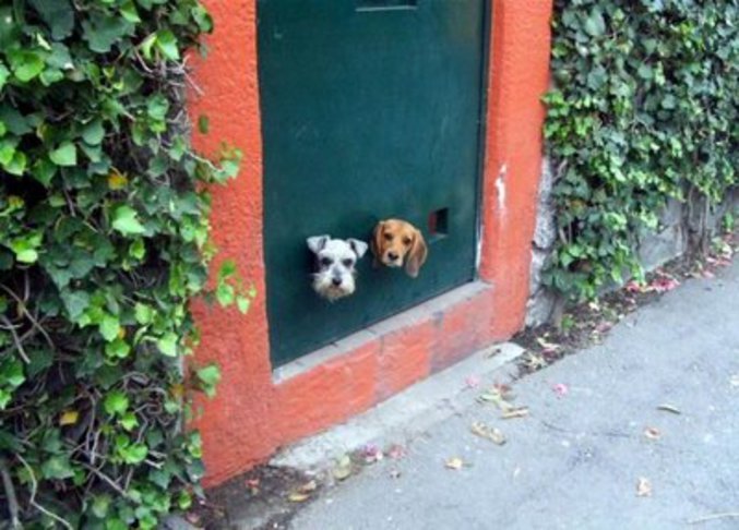 Deux chiens qui surveillent le quartier.