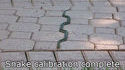 Serpent camouflé