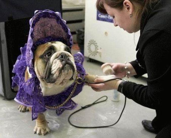 Un chien qui se demande ce qu'il fait là