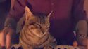 Un chat et un piano