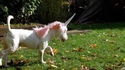 Le chien de Melloctopus