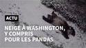 Un panda glisse sur la neige