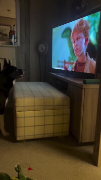 Un chien à fond dans jurassic park
