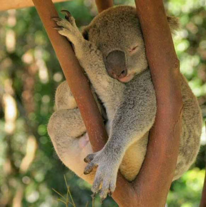 Encore un Koala pas très à l'aise.
