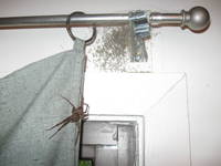 Une araignée au plafond 3