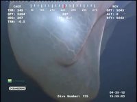 Étrange créature des fonds marins