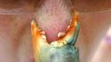 Owned by crabe