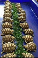 C'est l'heure de la bouffe pour ces tortues très disciplinées