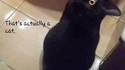 Oiseau ? ...C'est presque chat !