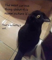 Oiseau ? ...C'est presque chat !