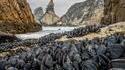 Exposition de nombreuses moules sur le rivage...