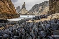 Exposition de nombreuses moules sur le rivage...