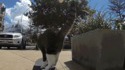 Figure de skate par un chat