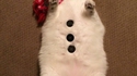 Un chat bonhomme de neige