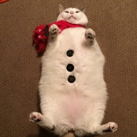 Un chat bonhomme de neige