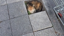 Carré de chat
