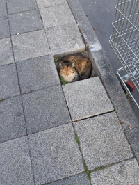 Carré de chat
