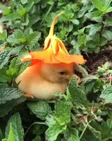 Un caneton à chapeau