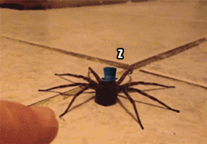 Tu dors petite araignée ?