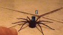 Tu dors petite araignée ?