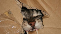 Chat de schrödinger