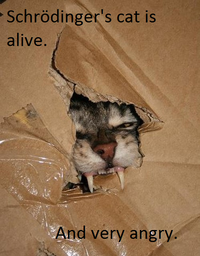 Chat de schrödinger