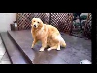 Chien magique