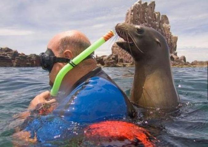 Un phoque qui souffle dans le tuba.