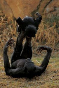 Un singe fait l'avion