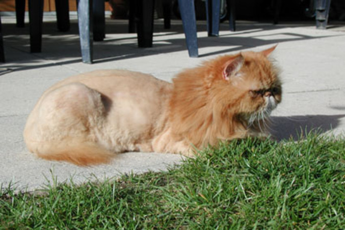 Un chat "tunné" en lion.