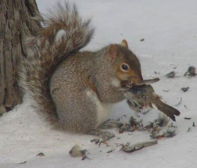 Un écureuil qui mange un moineau.