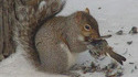 Écureuil carnivore