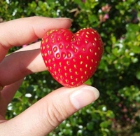 Dites-le avec une fraise