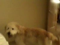 Coup de folie du chien