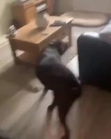 Ils font une peinture d’un de leur chien mort récemment 