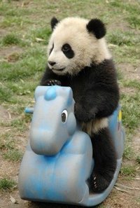 Panda à bascule