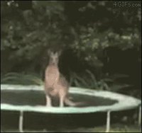 Kangourou sur trampoline