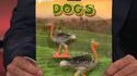 Dogs