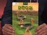 Dogs