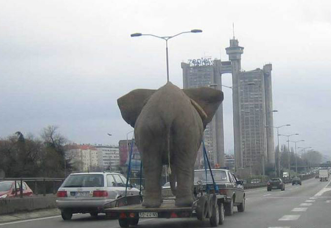 Un éléphant fait une balade en voiture.