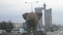 Transport d'éléphant