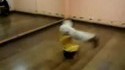 Petit breakdancer