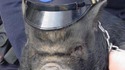 Mascotte policière