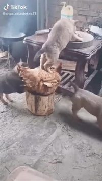 Aucun respect