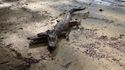 Crocodile à deux têtes