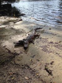 Crocodile à deux têtes