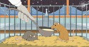 Que se passe t'il si on donne des sels de bain à un rat ?