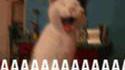 Lol cat