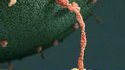 'Walk the Line' by Johnny 'Kinesin' Cash
